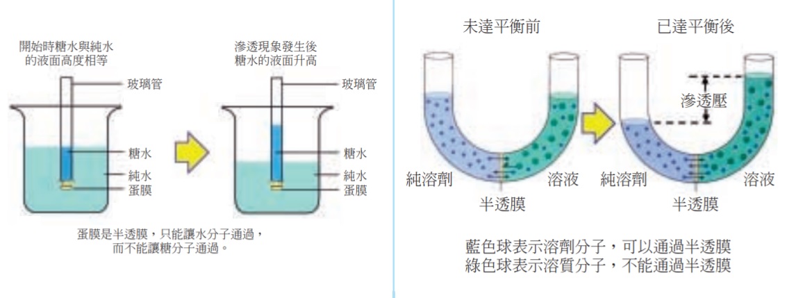 左-簡易的滲透現象實驗 右-溶劑分子通過半透膜去稀釋溶液