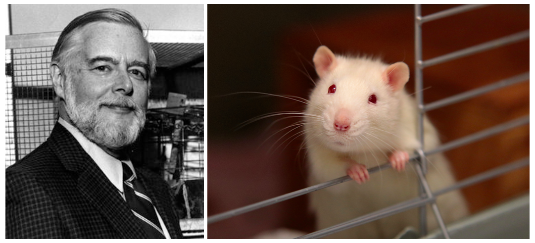 羅森懷格（左）與其同事們的研究顯示在豐富環境裡的老鼠學習跑迷宮的表現較好。（圖／（左）© 2017 UC Regents（右）vaun0815，Unsplash）