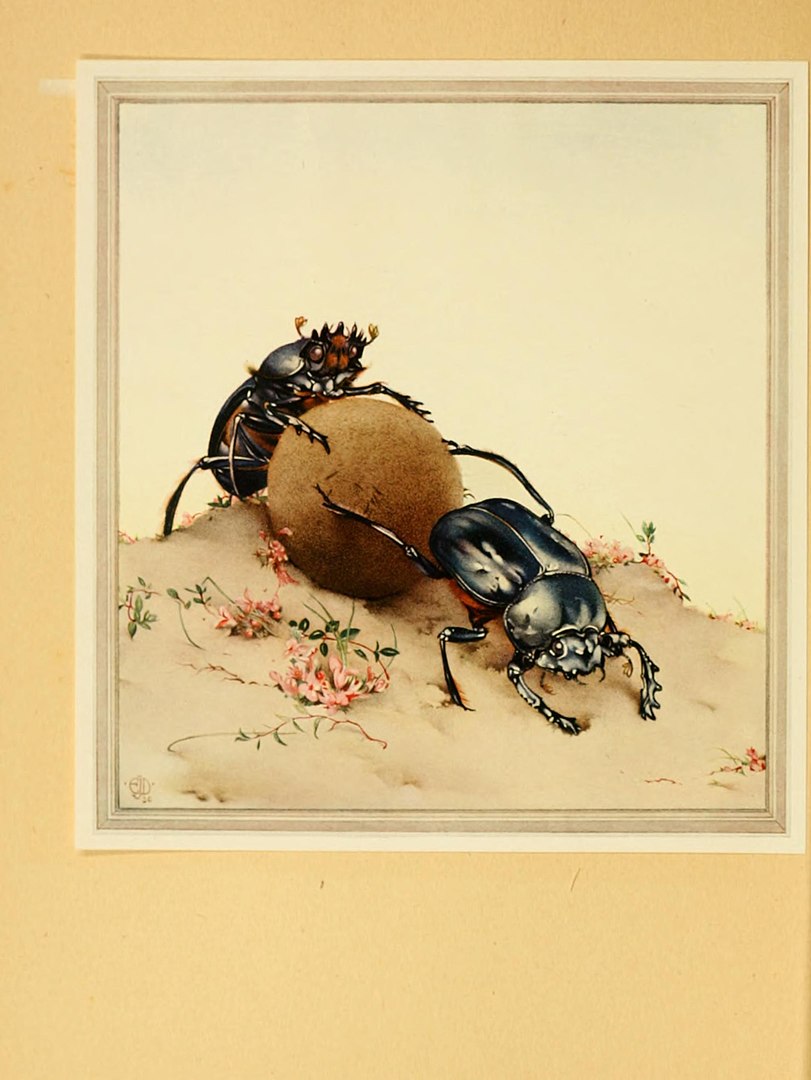 法布爾所繪的糞金龜圖片，可見法布爾對於昆蟲的細緻觀察。（圖／wikipedia）
