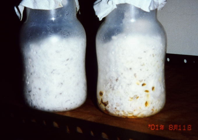 人工固態培養的冬蟲夏草菌絲體（瓶內白色部分）