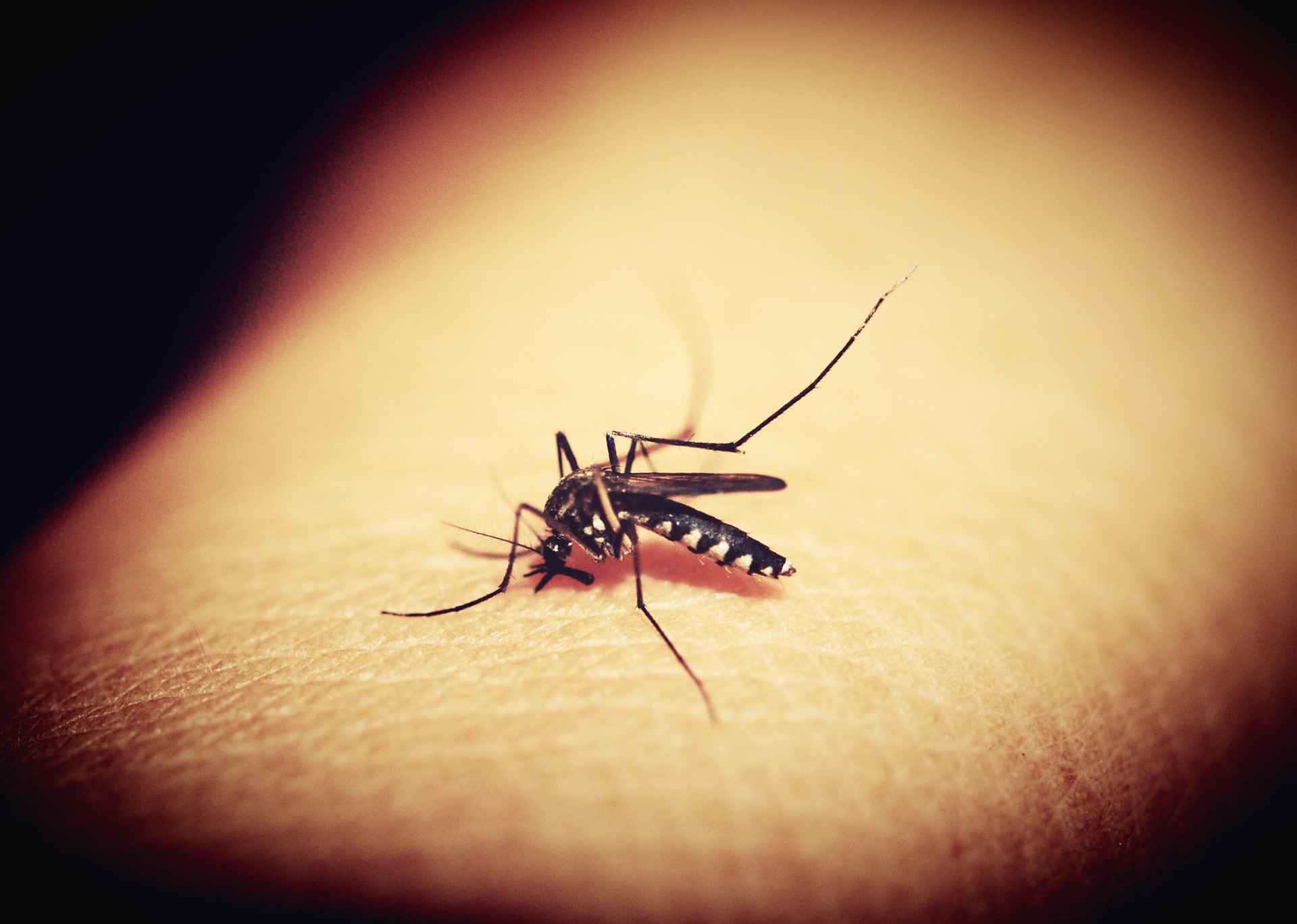日本腦炎、登革熱以及其它多種病毒性傳染病都是蚊子傳染的。（圖／Pixabay）