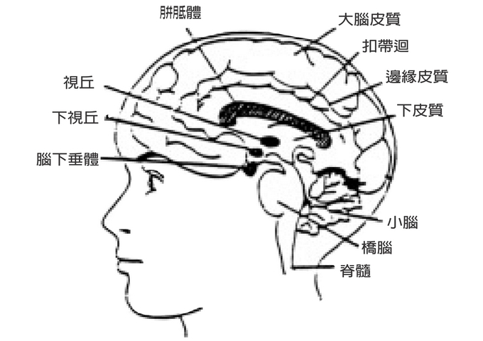 人類大腦結構簡圖（圖／wikipedia）