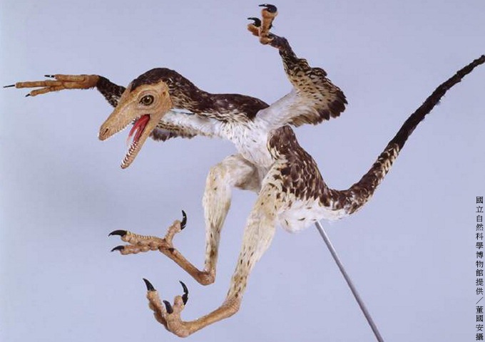 千禧中國鳥龍復原模型 一九九九年發現的千禧中國鳥龍，在形態上接近早期鳥類，在發育上有細絲狀皮膚衍生物。骨骼結構出現適應飛行的演化，但不能飛，骨骼系統完全具備拍打前肢的要求，是典型的預進化模式。