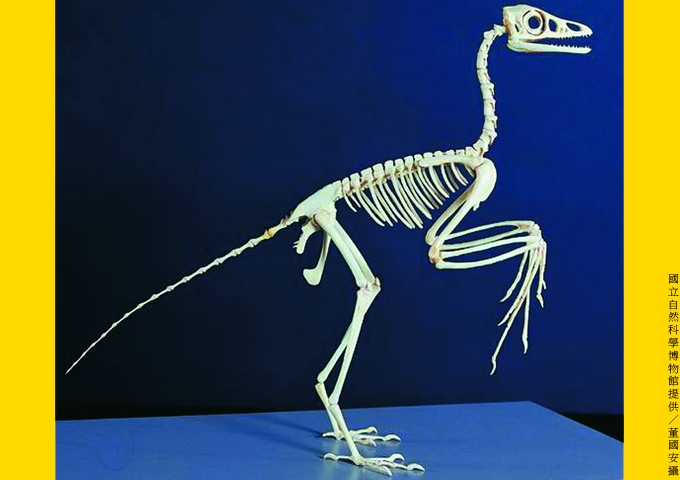 石版祖翼鳥（始祖鳥）復原站立骨架圖：一八六○年德國巴伐利亞發現其化石。牠滿嘴長牙，前肢有三個指頭，尾椎很長，約有75％以上特徵屬於爬行類或恐龍。目前國際上絕大多數學者認為牠是已知最古老的鳥類。