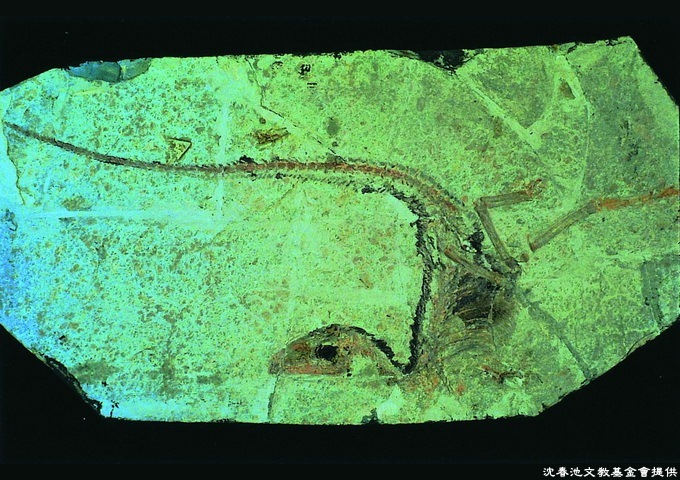 一九九六年中國遼西北票四合屯出土的中華龍鳥化石。體型大小似雞，齒式具尖銳鋸齒緣，前肢短小，尾椎極長，是全世界第一件出土的帶毛恐龍化石。