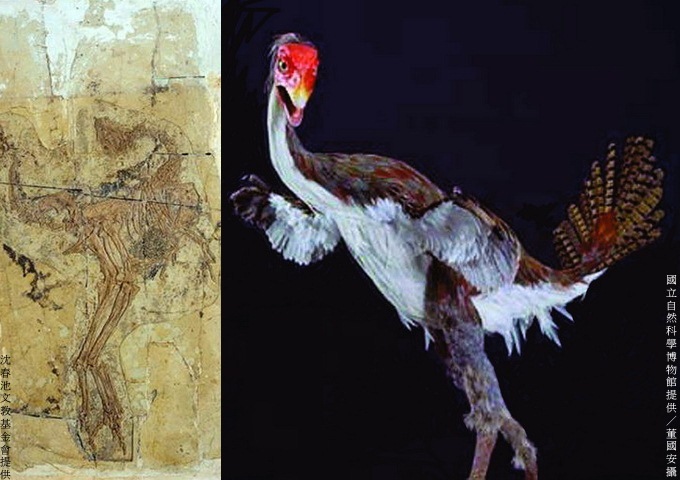 羽尾龍化石與尾羽龍復原模型：古生物學家認為尾羽龍不是最原始鳥類，不是帶毛恐龍，應是最早失去飛行能力的特化鳥類。在牠身上有羽毛，前肢特化縮短，不能飛行，和現代鴕鳥相似，只能快速奔跑。因牙齒已退化，被推論為草食動物，和竊蛋龍關係最接近。