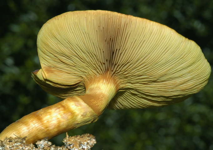 橘黃裸傘是常見的神經性毒菇。