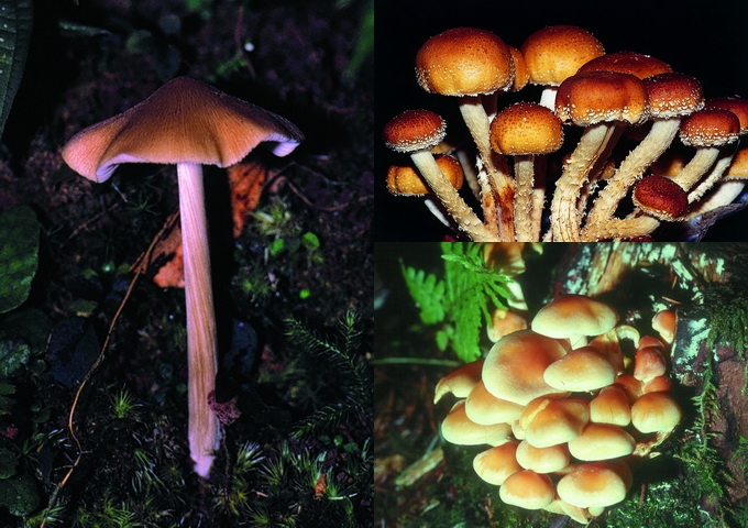 黃條粉褶菌（左上），鱗傘菇（右上），簇生垂幕菇（右下），均是腸胃性毒菇。