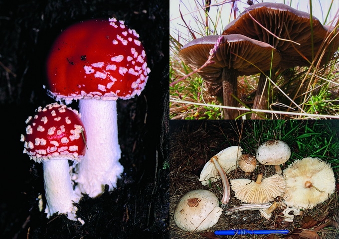 毒鵝膏菇又名毒蛤蟆菇（左），褐粉褶菌（右上），綠孢環柄菇（右下）。