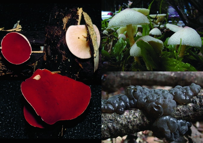 紅盤菌（左），環柄菇（右上），膠黑耳（右下）。