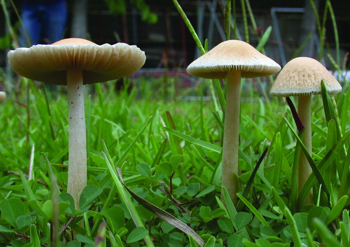 大蓋錐蓋傘菇是校園裡常見的神經性毒菇