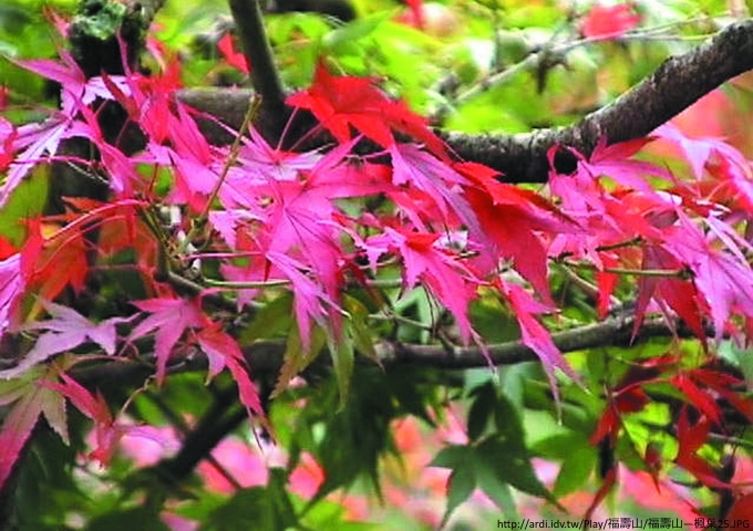 賞楓必須選在秋冬交替，氣候由暖乍寒，頭兩波寒流來襲後的三、四天，正是楓葉轉紅的時候。