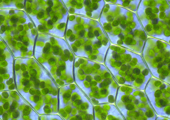 植物細胞中的葉綠體。