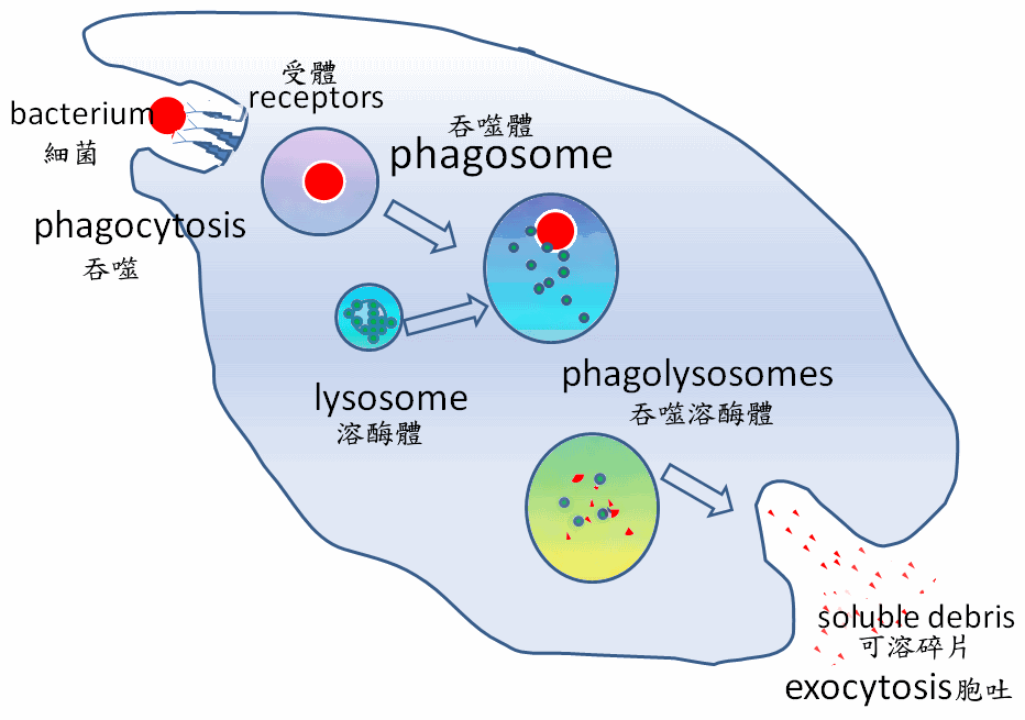 圖為吞噬細胞吞噬細菌的過程。（圖／Wikimedia Commons）