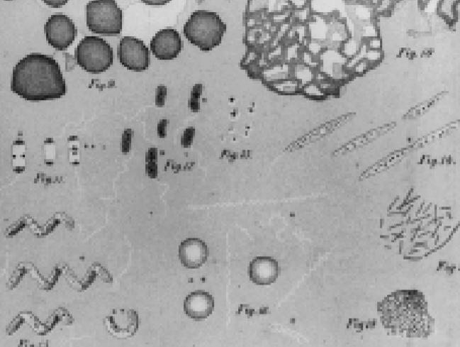 孔恩繪製的微生物圖。