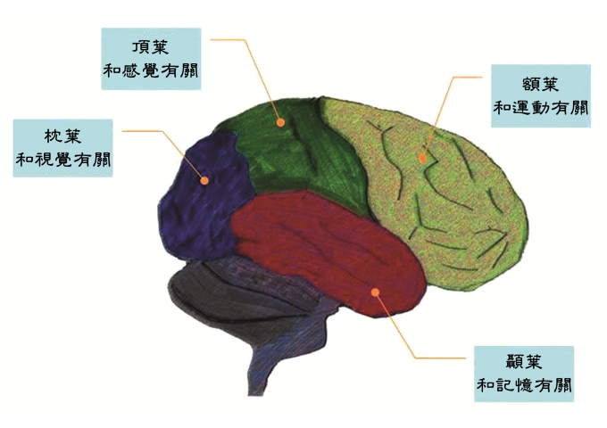 大腦主要分為四個區域，分別負責不同功能。建構人腦電腦介面時，主要是偵測運動區的腦波變化。