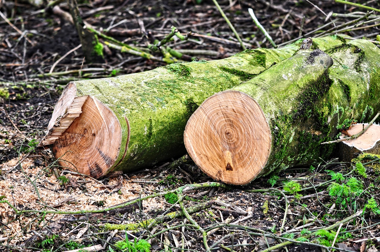 森林遭砍伐後，改成放牧或耕地，當地力消失後，植生恢復困難。（圖／Pixabay）