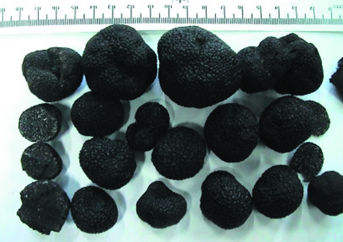 臺灣黑松露菌的子囊果形態與法國黑松露菌十分類似，難以區分。