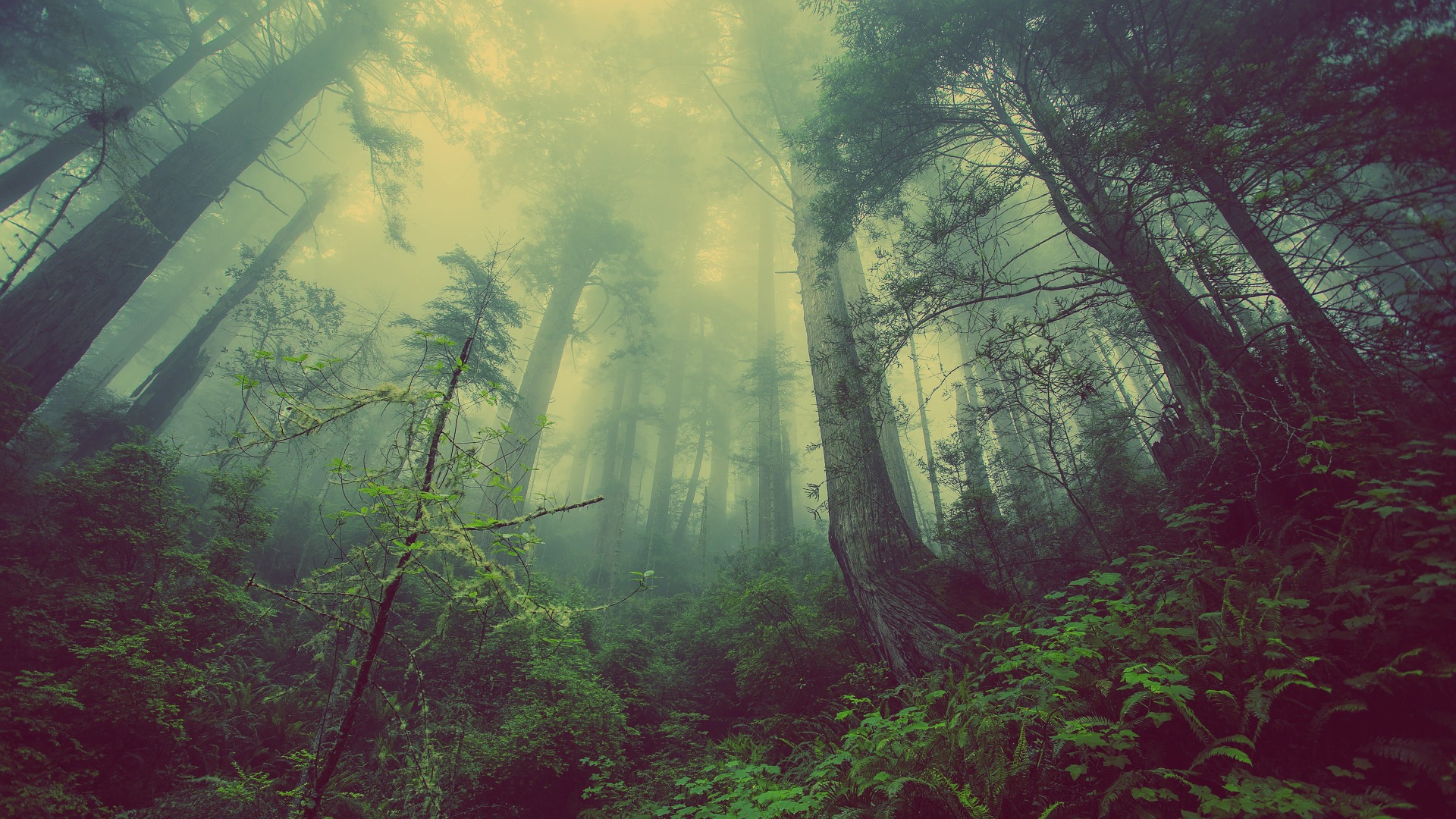 森林中的野生動物在生態系中扮演要角。（圖／pixabay）