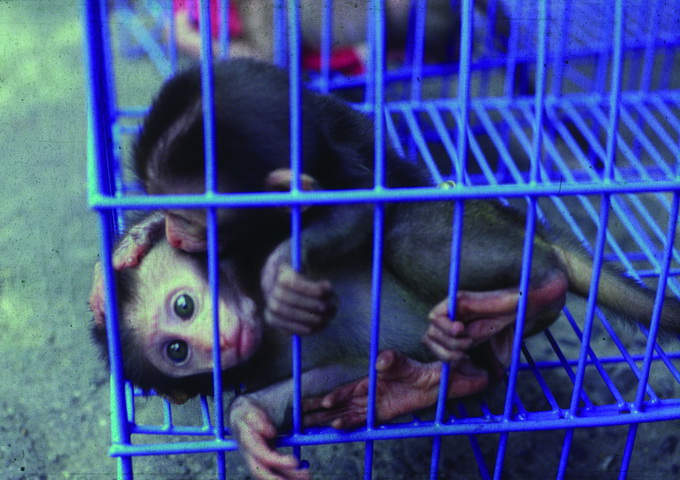 臺灣獼猴的小猴曾經被買賣做為寵物