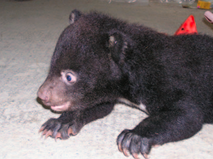 臺灣黑熊生殖率低，幼獸晚熟。圖為剛會爬行的兩個半月齡黑熊幼仔。