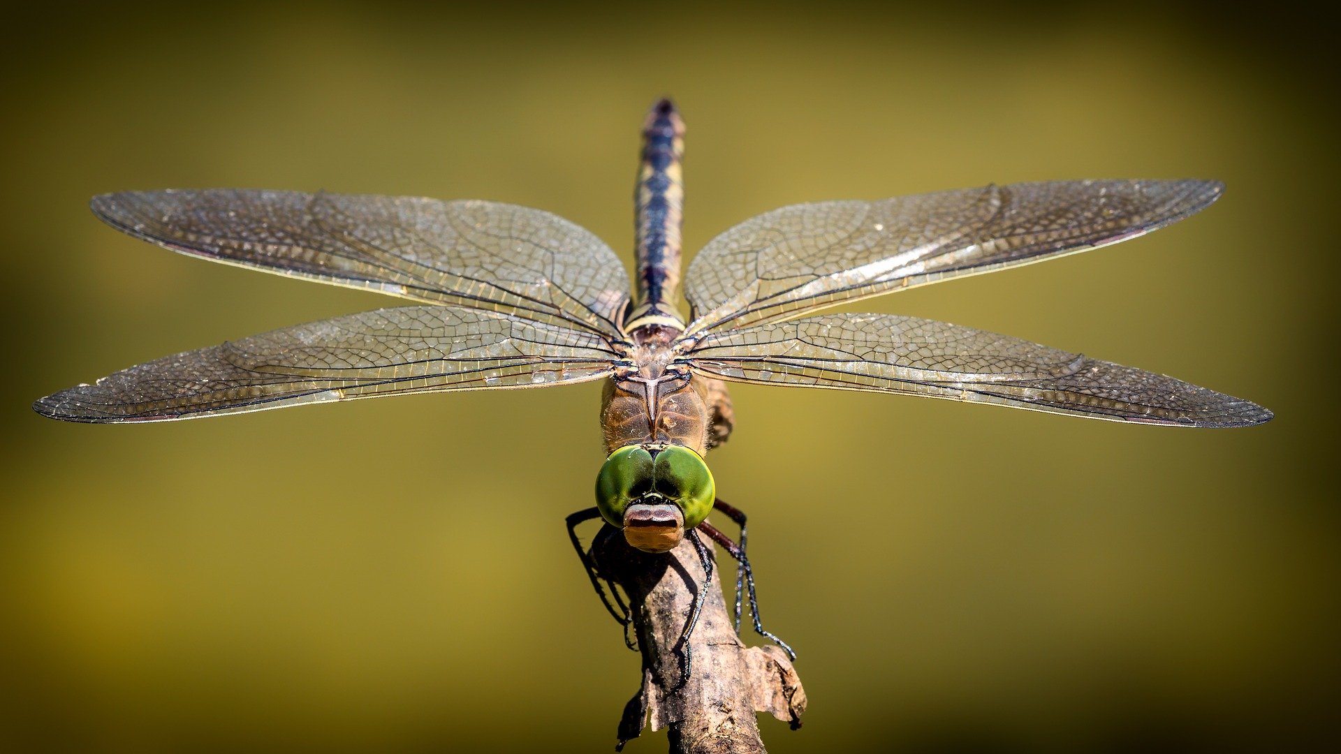 蜻蜓是小黑蚊的天敵之一，也是防治小黑蚊的可能選項之一。（圖／Pixabay）