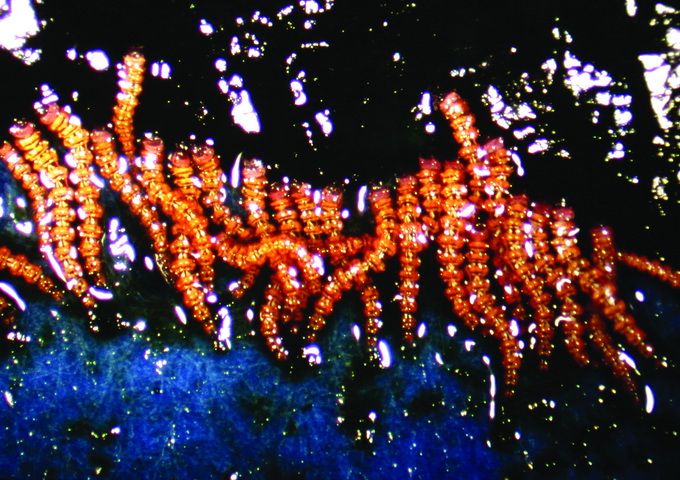 老熟幼蟲體長約2.7毫米，頭部深褐色，體色黃褐，在胸部及腹部背方長有火炬狀的刺毛。