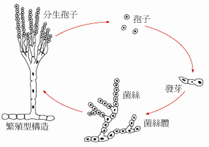 黴菌產生分生孢子進行無性生殖的周期