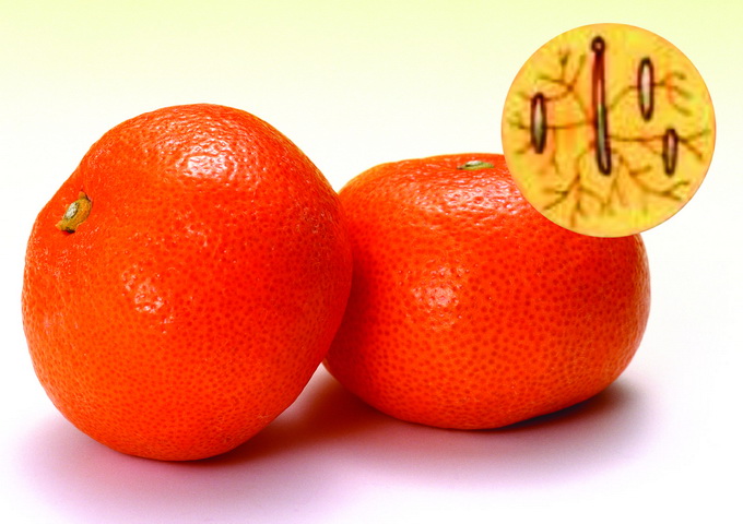 在橘子上面常因孢子掉落而長出毛黴菌