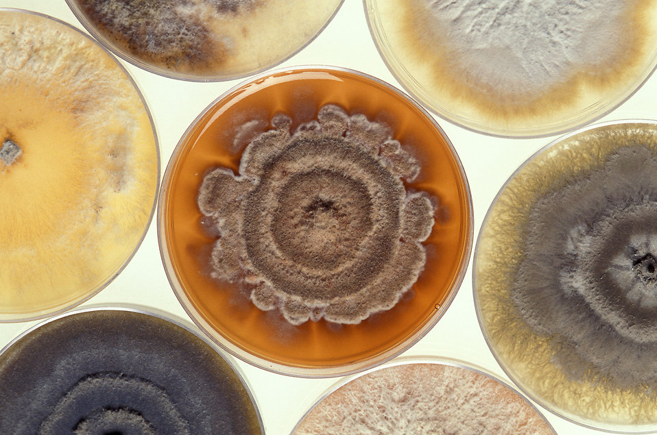 培養皿中培養了不同種類顏色的黴菌
