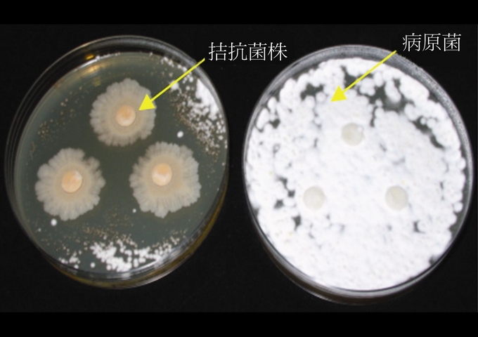 利用微生物拮抗特性，加入有益微生物培養後，病原菌被抑制無法生長。