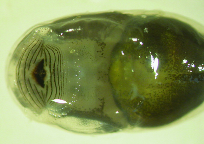 梭德氏赤蛙蝌蚪腹面，可見朝下的口，數目眾多的齒列，和口後的吸盤狀凹陷。