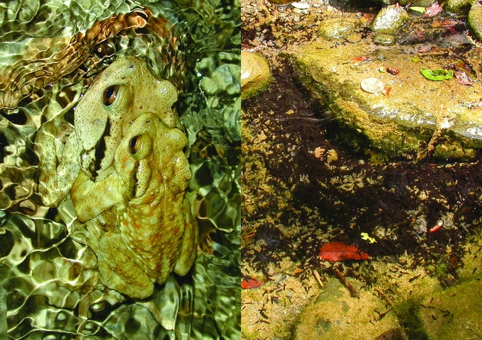 盤古蟾蜍（雄性抱住雌性）及蝌蚪