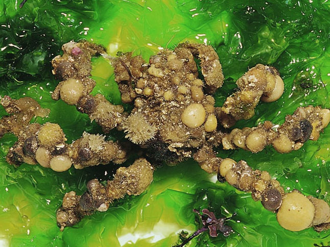 鈍額曲毛蟹。表面具濃密的捲曲剛毛可把物體牢牢地鉤附，因此體表常附著許多海藻、海棉等物，善於擬態偽裝，是直行的蟹類，因而有「蜘蛛蟹」的俗稱。在臺灣全島淺海都有分布。