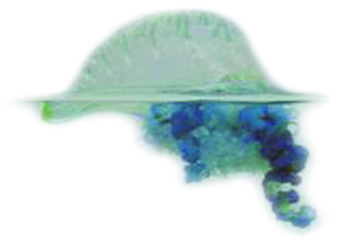 根據水母傘狀體的不同來分類，傘狀體像和尚帽子的，就叫僧帽水母。