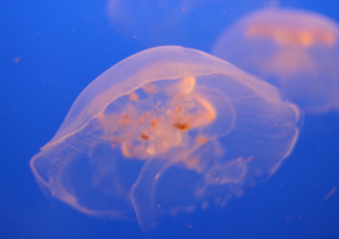 水母（圖／Tomas Hellberg，Flickr）