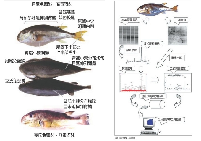 臺灣產主要有毒和無毒河魨（左），蛋白質體學流程圖（右）。