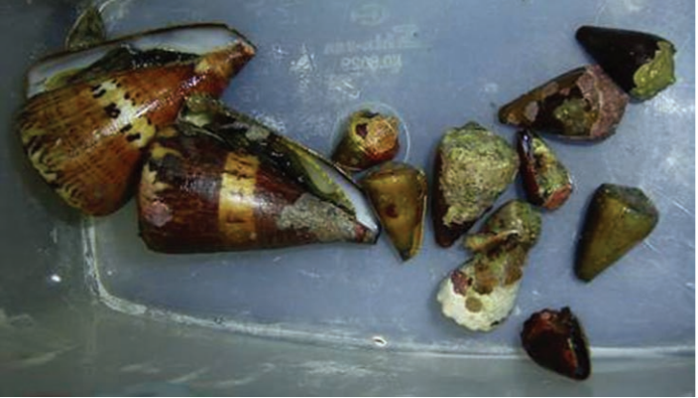 在臺灣不同區域所採集到各類芋螺，具有各種不同的花紋和形態。