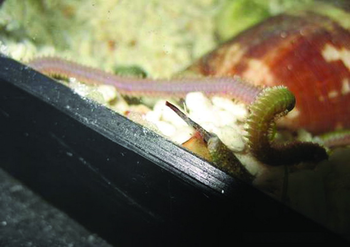 正準備捕食獵物的芋螺，以如象鼻般的出水口探尋獵物，並且由吻部伸出中空呈半透明的齒舌，內含數種芋螺毒素的毒液。
