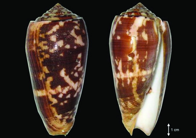 細線芋螺，是一種毒性非常強且危險的芋螺。