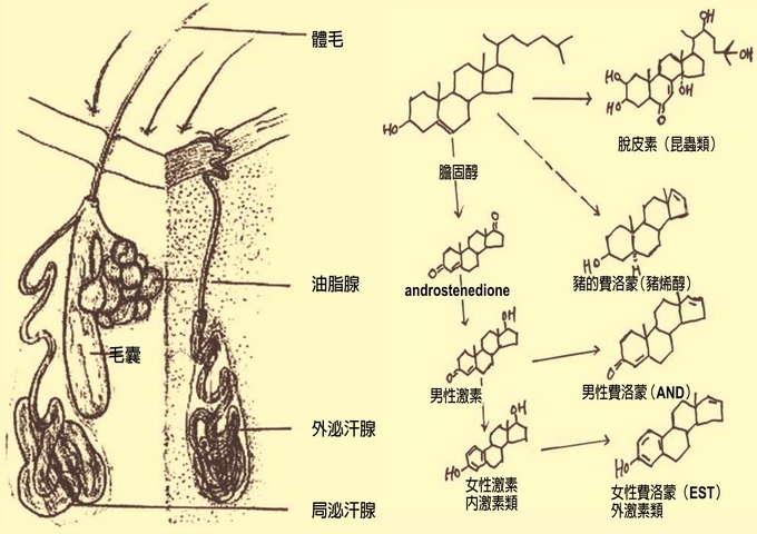 人體皮膚汗腺描繪圖（左，圖片來源：林金盾，2002）及高等動物及人類性激素與性費洛蒙的化學構造（右）
