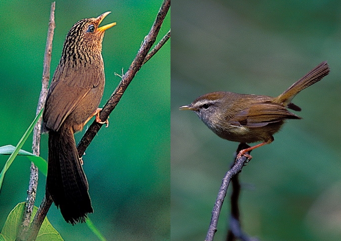 （左）臺灣畫眉（右）高海拔的鳥類——深山鶯（圖／周大慶）