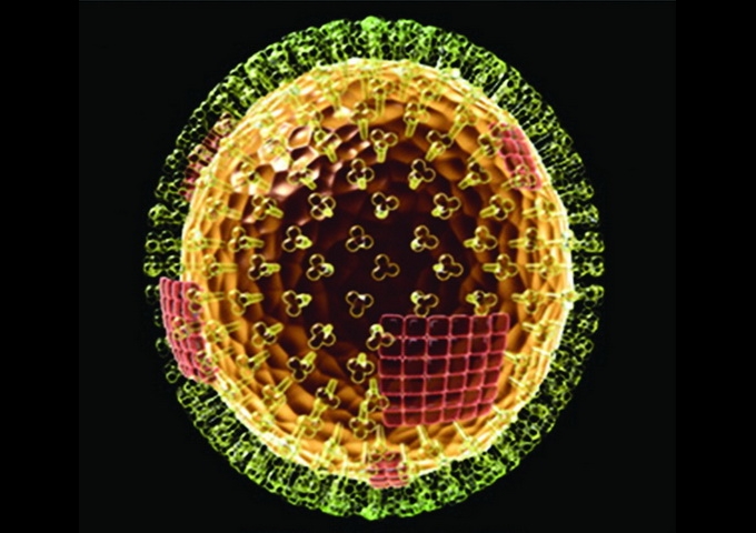 流感病毒模型。