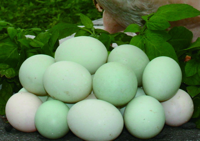 褐色菜鴨，臺灣主要的蛋鴨品系，會生出深青色、淡青色、白色等顏色的蛋。