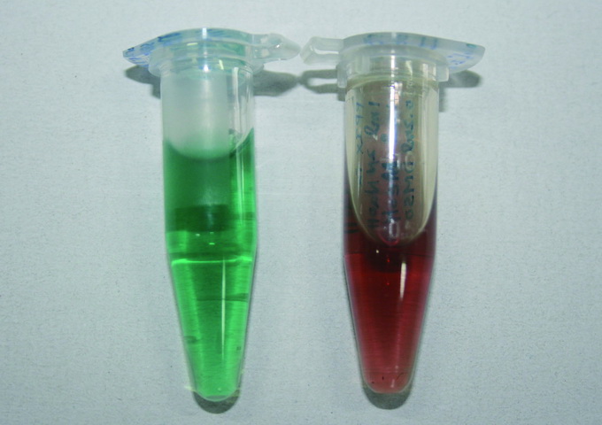 蛋殼顏色的兩種主要色素：左側是膽綠質（綠色），右邊是原咯紫質（紅褐色）。