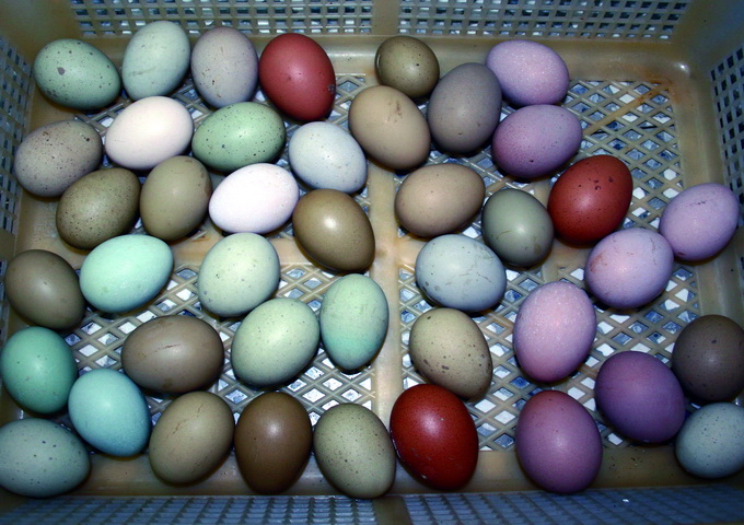各種不同顏色的雞蛋。