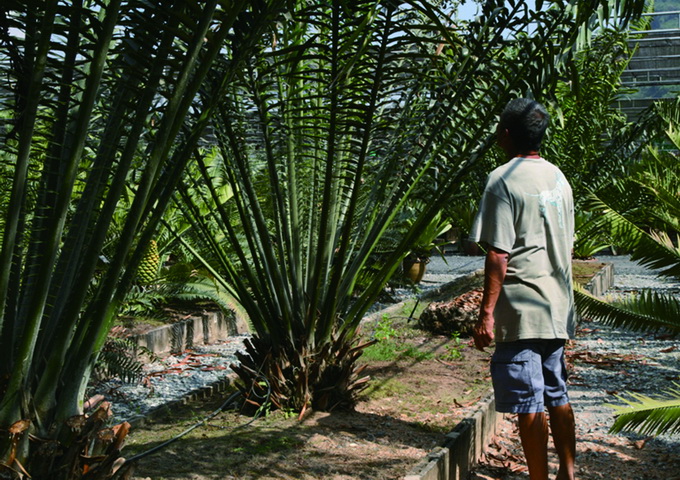 蘇鐵是泰國芭達雅熱帶植物園的重要收藏之一。