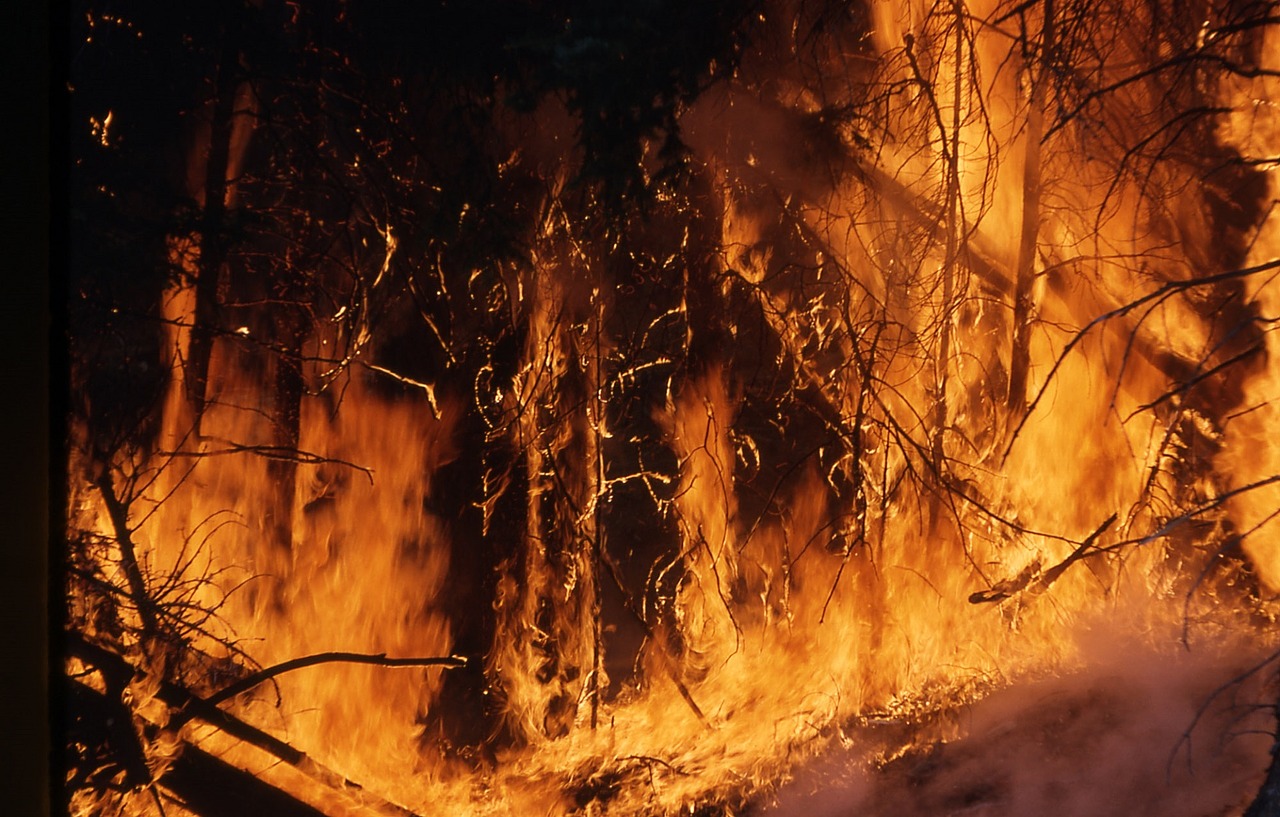 熱帶雨林要在人類的慾望裡存活下來極為不易，只要一場火災，就能夠讓遼闊的雨林付之一炬。（圖／Pixabay）