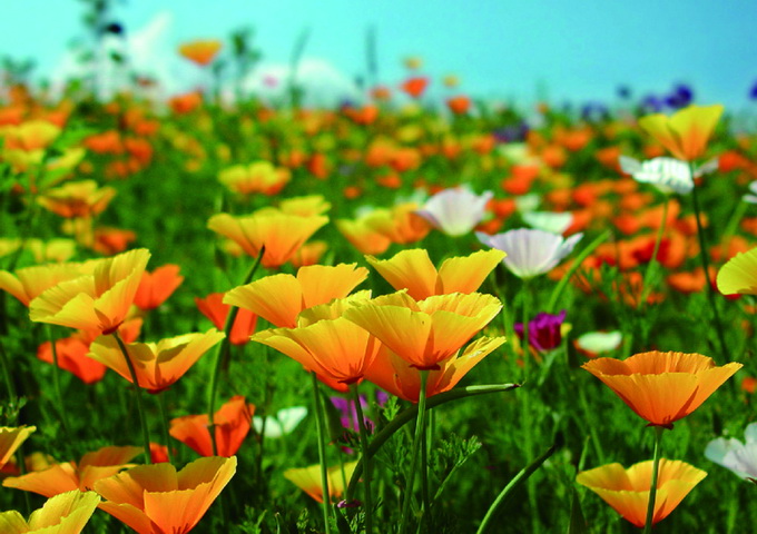 全世界有超過25萬種的開花植物妝點著地球