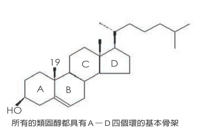 膽固醇的化學結構（所有類固醇都具有A–D四個環的基本骨架）